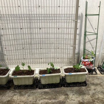 ６月１２日（水）年長組🥒野菜栽培🍅