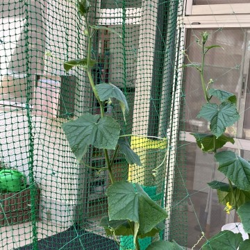 野菜🥒🍅が育っています✨